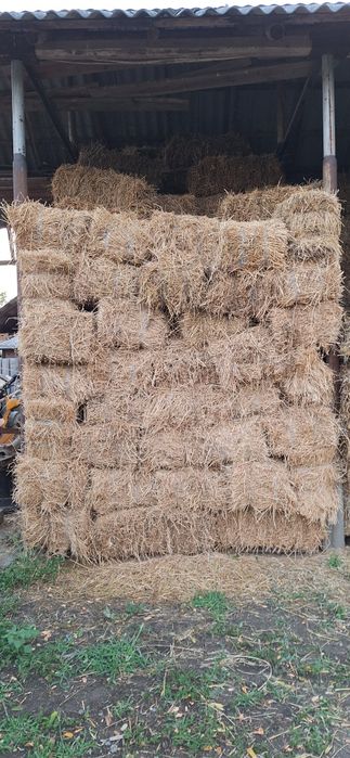 Vând baloți de lucernă 2025