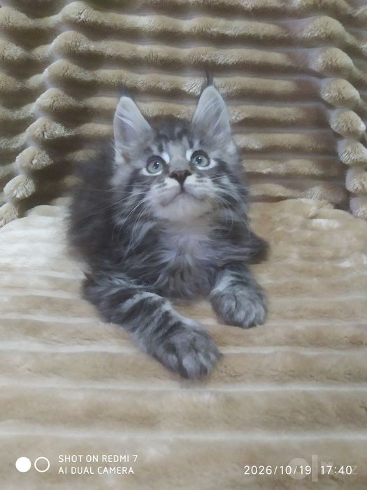 Продаются котята Мей Кун