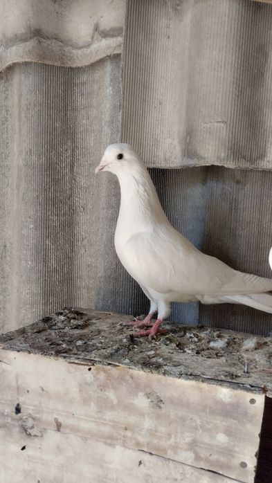 Продам бакинцов молодых