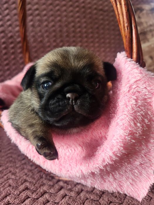 Продаются щенки мопса