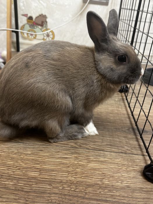 Отдам в добрые руки кролика