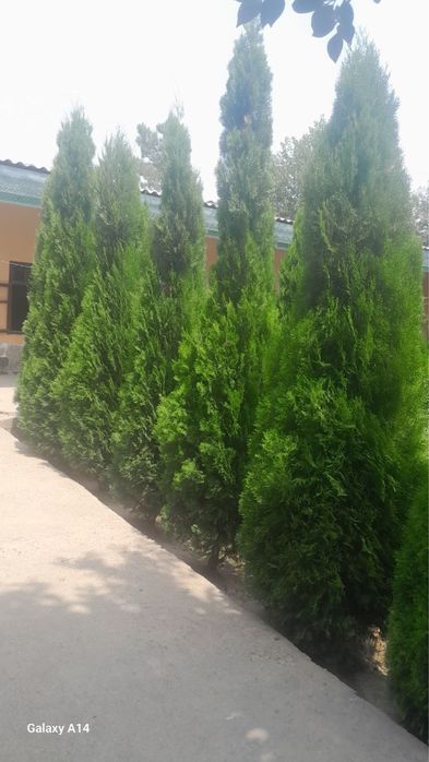 Archa va Manzarali daraxtlar Dexqondan Surxondaryo Sariosiyo