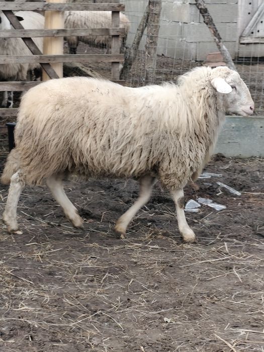 Berbec Assaf mior de vânzare