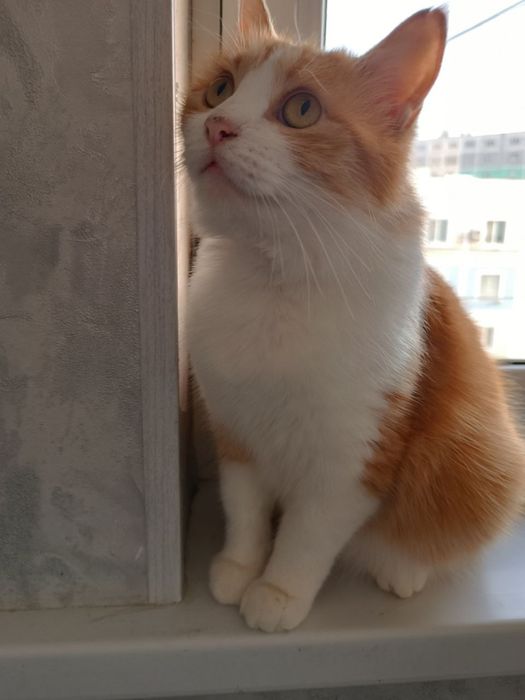 Малышка Рыжуха ищет ответственную семью!