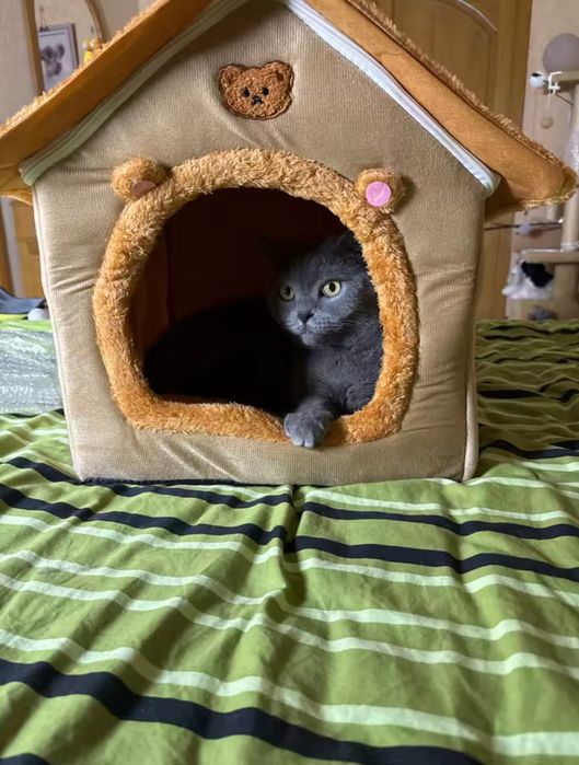 Căsuța animăluțe