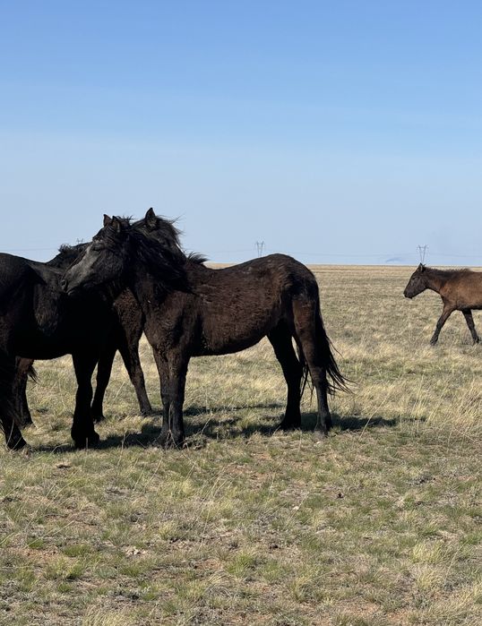 Продам кобыл(байтал)2-х годовалые