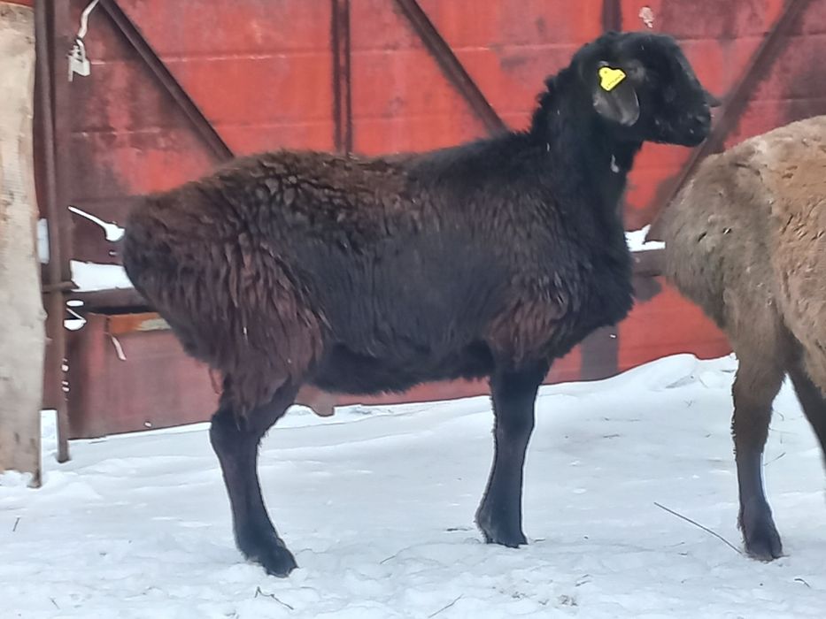 Продам Гисарского Кошкара.