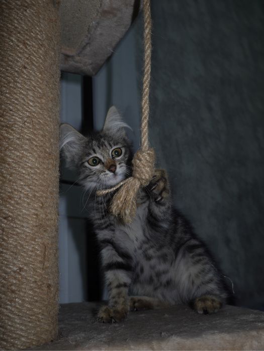 Котенок в добрые руки