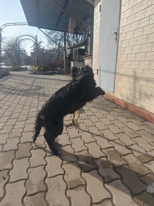 Тайга ищет хозяина!