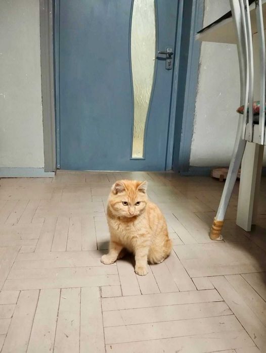 Рыжий котик ищет дом