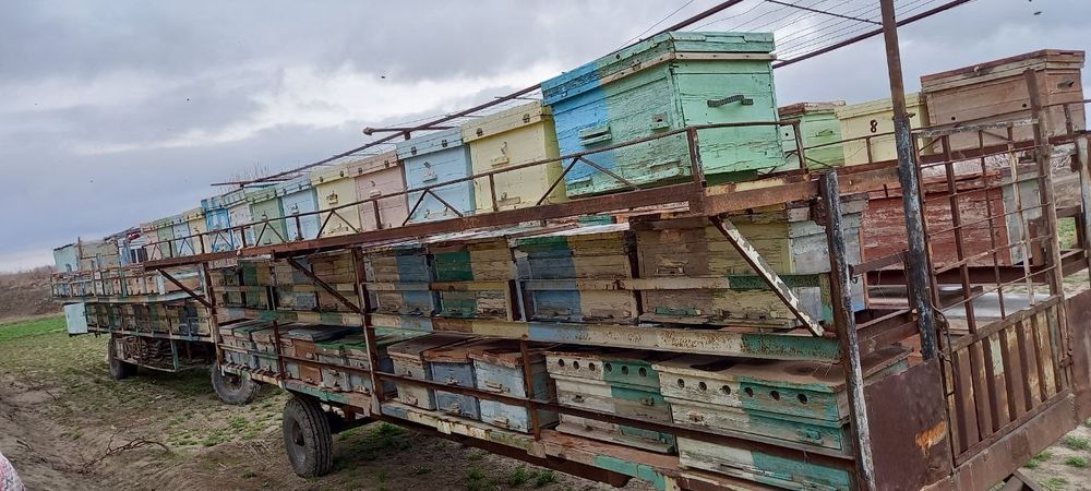 Асалари павилиони билан сотилади