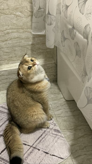 british shinshilla fold