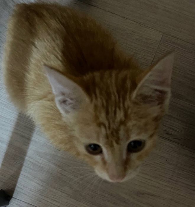 Отдаем золотого котенка