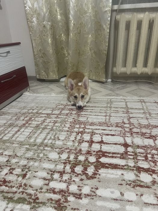 Продам королевский корги девочка срочно