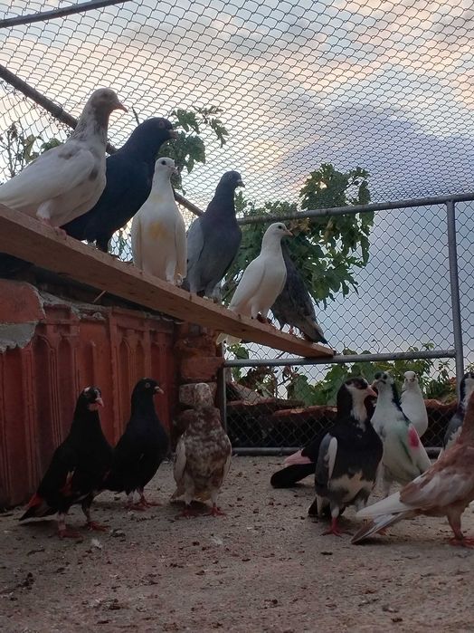 Гълъби Пазарджишки високолетачи Ловени чужди,