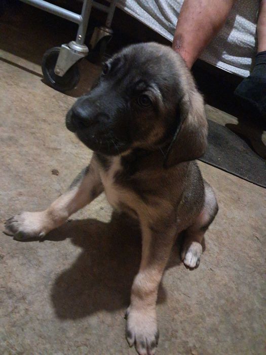 Продавам купе Кане Корсо