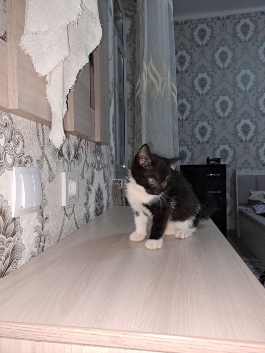 Кот породы tuxedo