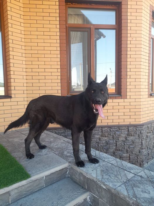 Вязка восточно-европейской овчарки