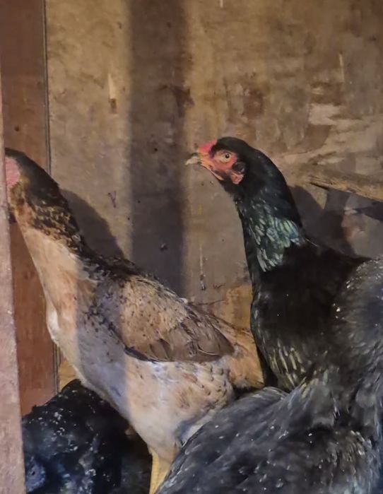 О ШАМО 100 %  немец жұмыртқасы  бар