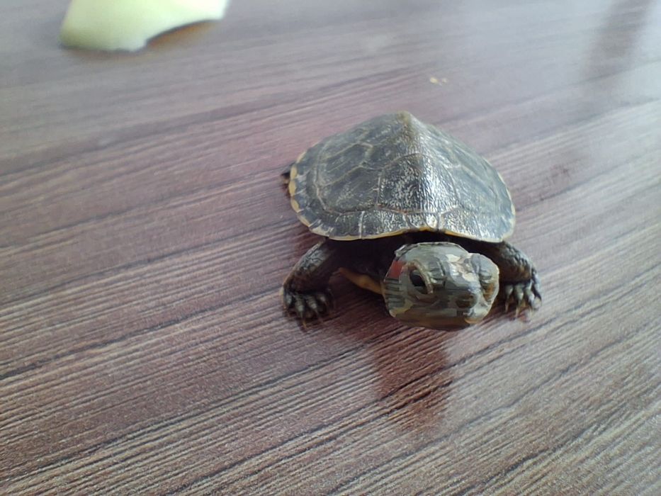 Продам красноухою черепашку