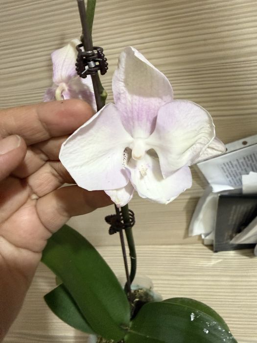 Орхидеи  отцветают, орхидея