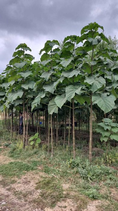 Павловния TL-16, гибрид, адаптированный