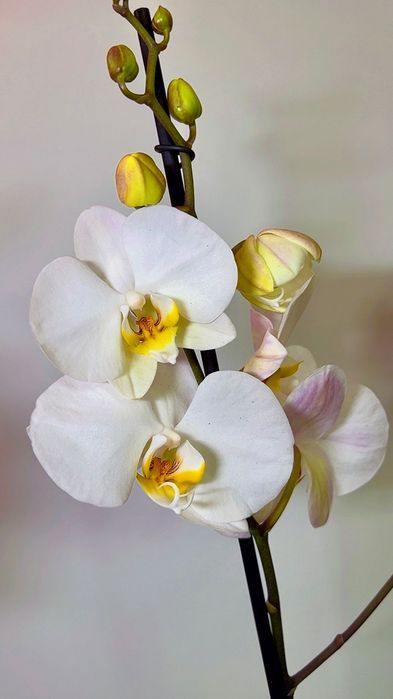 Орхидеи Голландия  70 см
