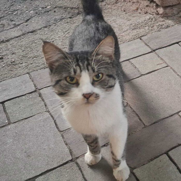 Приютите кота в добрые руки!