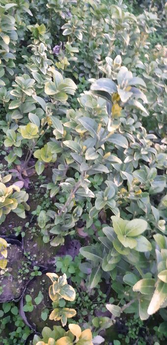 Bresklit Eyonomus shamshod kochatla sotiladi