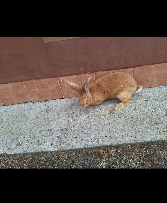 Femela uriaș galben