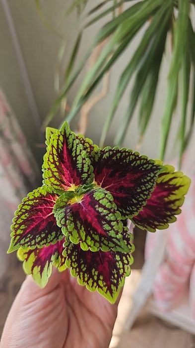 Цветы колеус от 500 тг