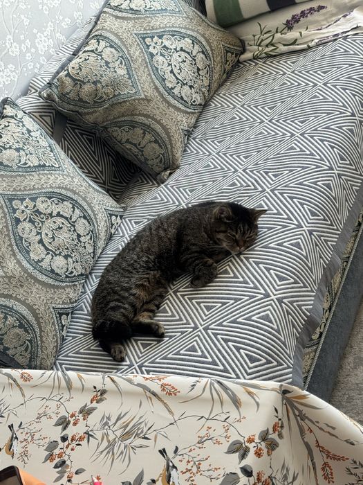 Домошняя кошка питомец