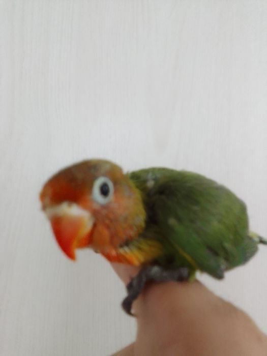Ruchnoy popugay sotiladi