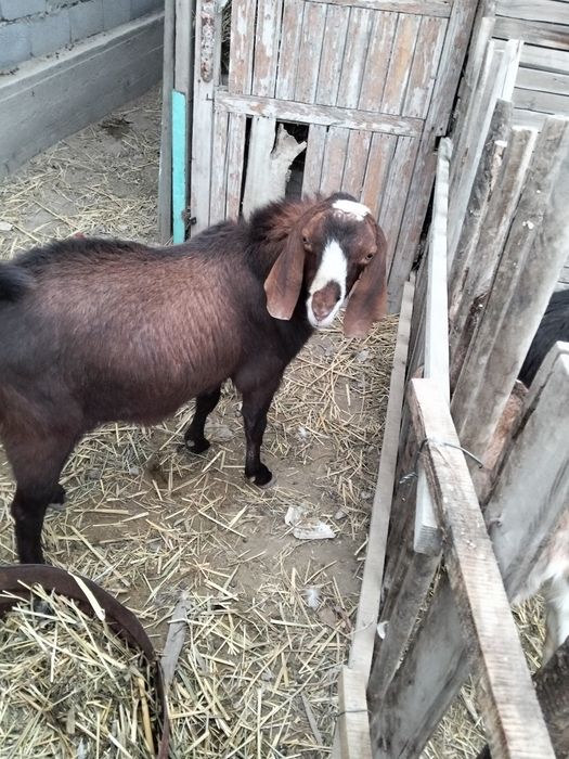 Теке сатылады 1.5жас