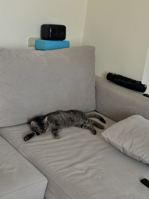 Отдам котенка в добрые руки