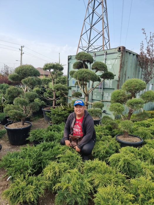 Газон посевной и рулонный