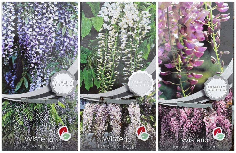 Японска Глициния