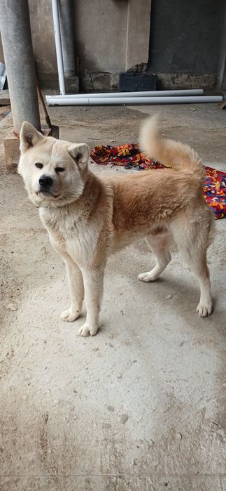 Продам Акита-Хатико
