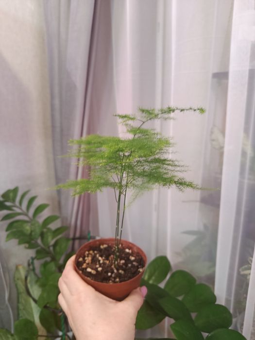 Отростки большой выбор