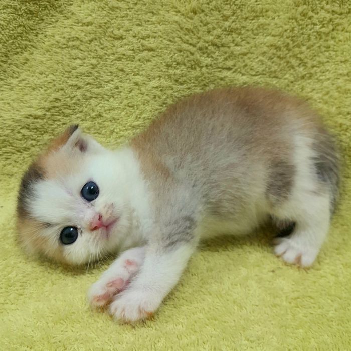 Продаётся шикарный котёнок, шиншилла..