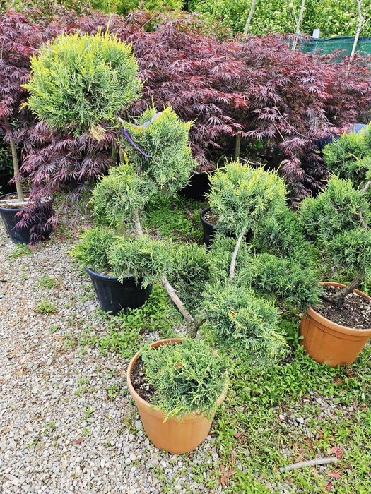 Leylandy  PonPon Spirale