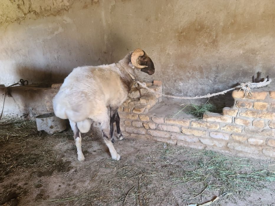 кочкорло..qo'zilorombo  йемланип дурипди  бугоз койлором бо галишилади