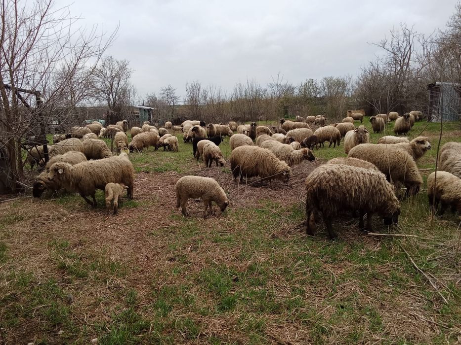 Vând oi gestante si fătat