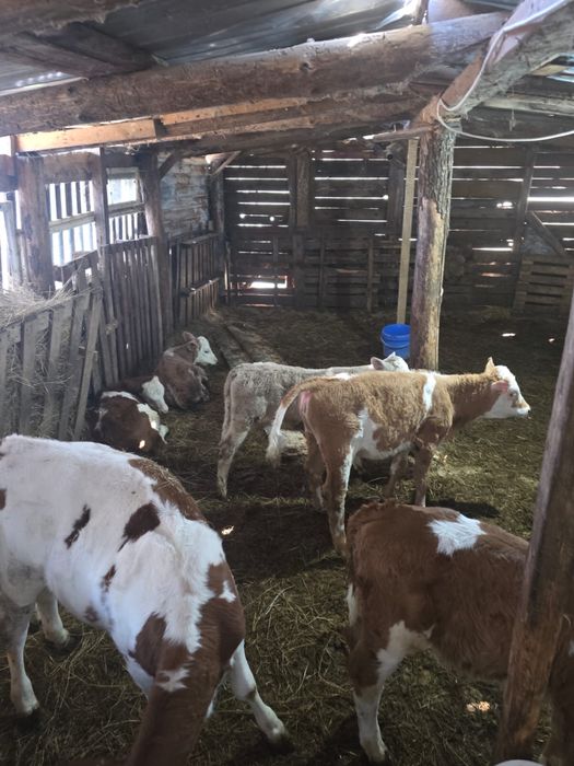 Vand vitei intarcati