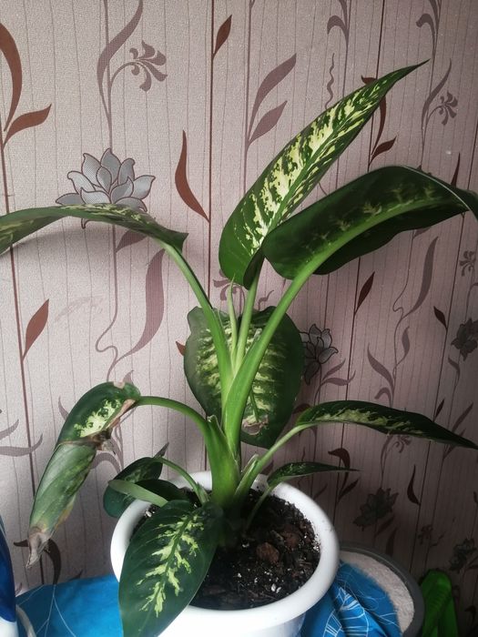 Дифенбахия, Комнатные цветы