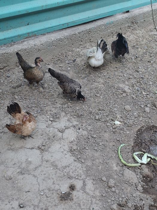 Продам карликовых курей