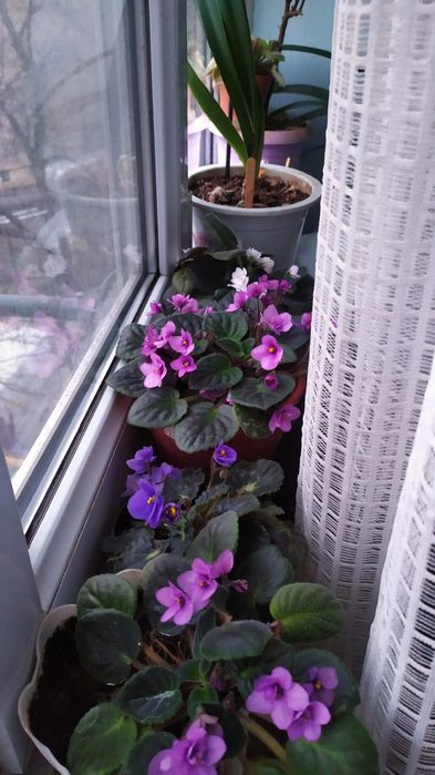 Фиалки сортовые .                .