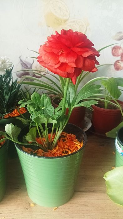 Тувак гуллари сотилади