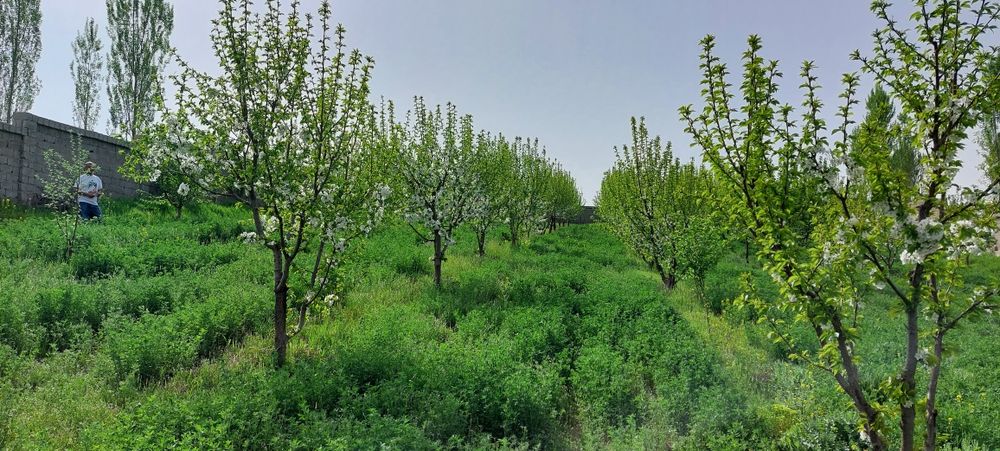 Продаётся земельный участок в Янгиюле