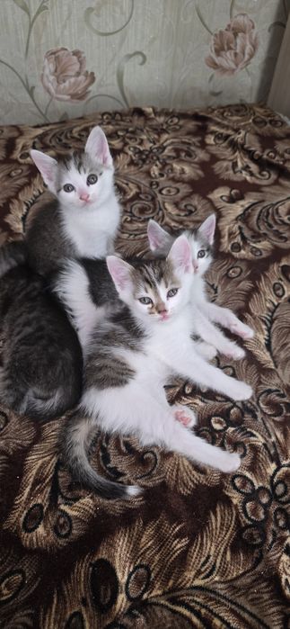 Отдам котят в добрые руки